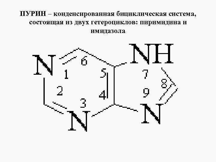 Система пурина