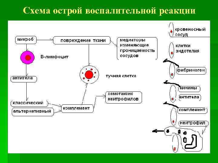 Схема острой воспалительной реакции 