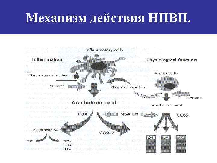 Механизм действия НПВП. 