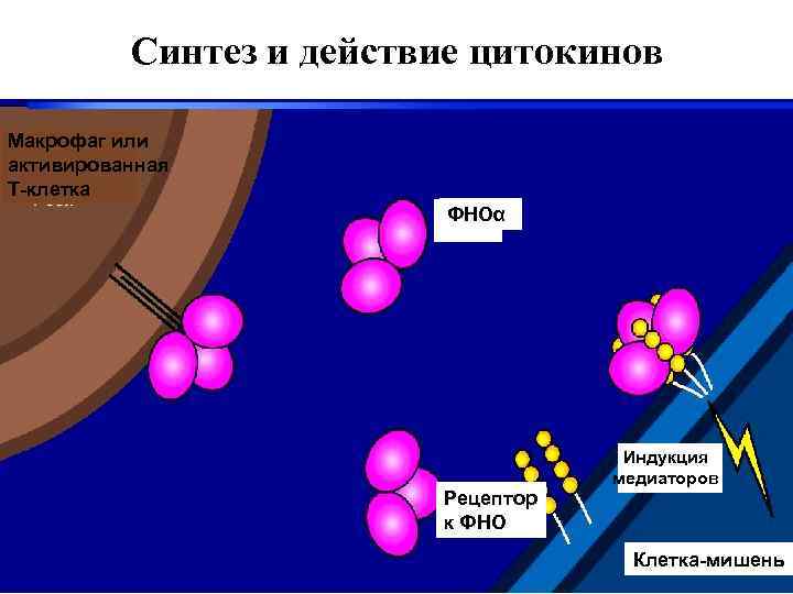 Синтез и действие цитокинов Макрофаг или активированная T-клетка ФНОα Рецептор к ФНО Индукция медиаторов