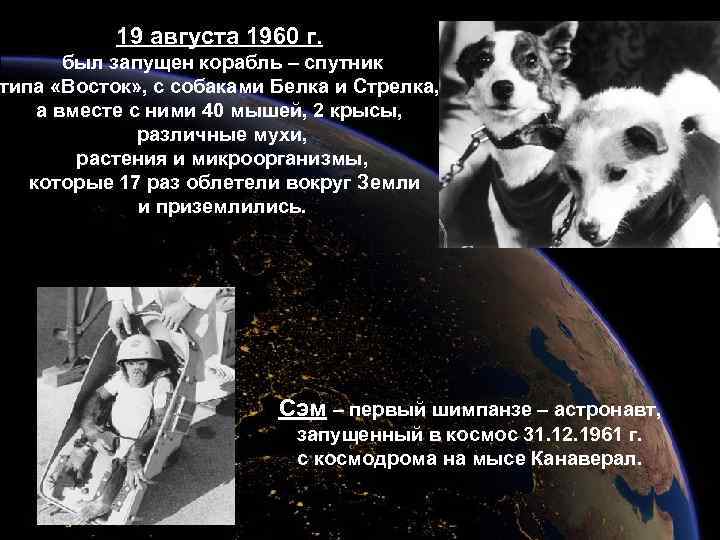 19 августа 1960 г. был запущен корабль – спутник типа «Восток» , с собаками