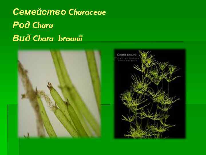 Семейство Characeae Род Chara Вид Chara braunii 