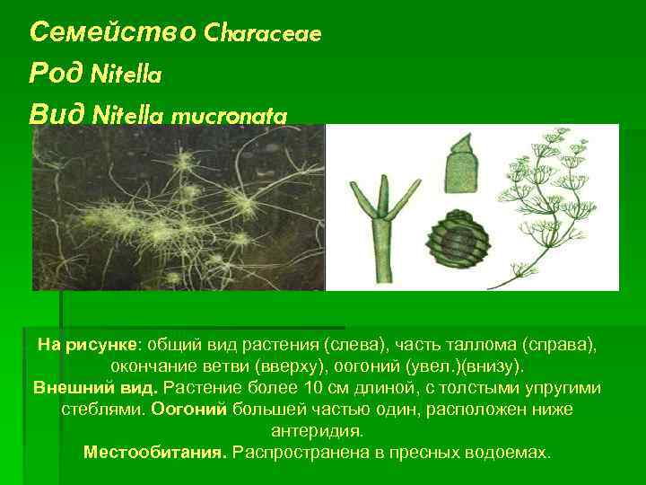 Рассмотрите схему отражающую развитие растительного мира земли нителла арахис сосна обыкновенная