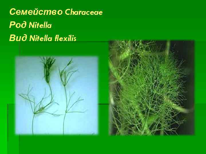 Рассмотрите изображения растений нителла редька дикая. Харовые водоросли нителла. Нителла редька Дикая Кукушкин лён. Нителла водоросль строение. Нителла Флексилис.