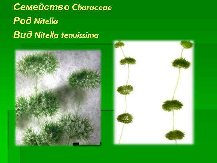 Семейство Characeae Род Nitella Вид Nitella tenuissima 