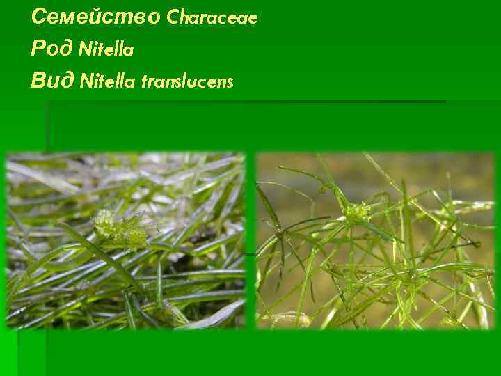 Семейство Characeae Род Nitella Вид Nitella translucens 