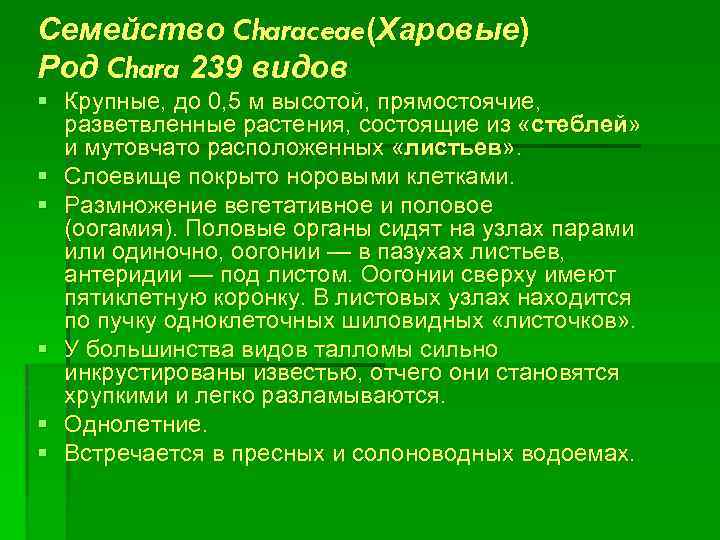 Семейство Characeae(Харовые) Род Chara 239 видов § Крупные, до 0, 5 м высотой, прямостоячие,