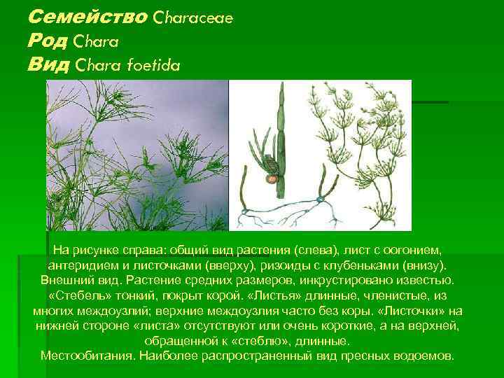 Семейство Characeae Род Chara Вид Chara foetida На рисунке справа: общий вид растения (слева),