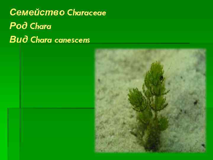 Семейство Characeae Род Chara Вид Chara canescens 