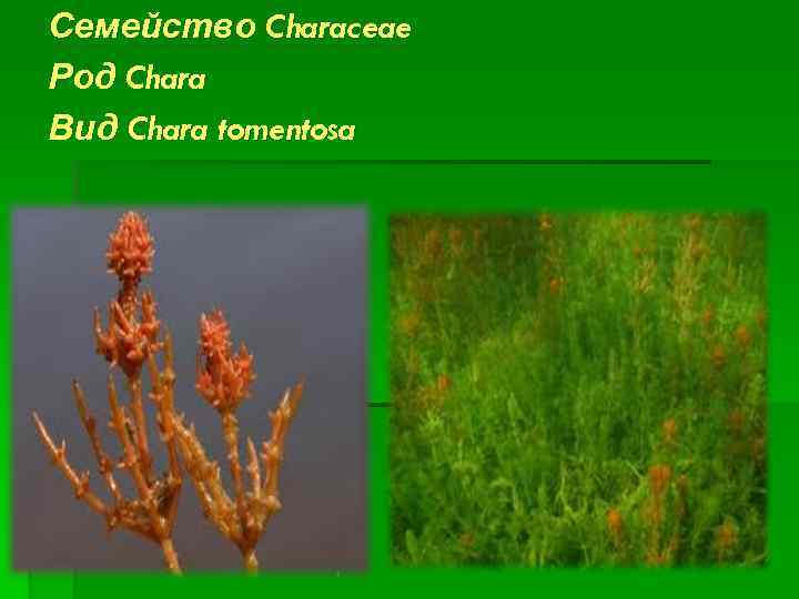 Семейство Characeae Род Chara Вид Chara tomentosa 