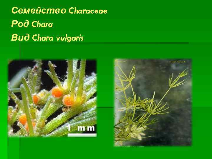 Семейство Characeae Род Chara Вид Chara vulgaris 