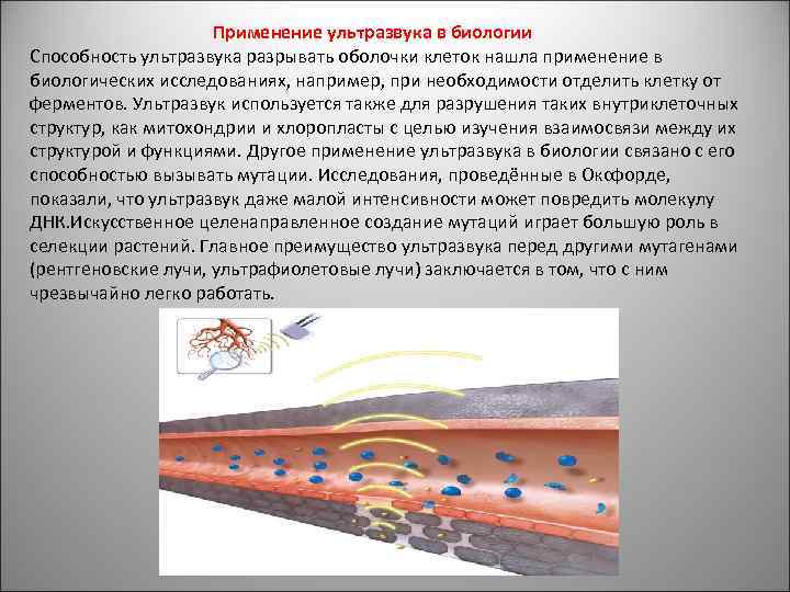  Применение ультразвука в биологии Способность ультразвука разрывать оболочки клеток нашла применение в биологических