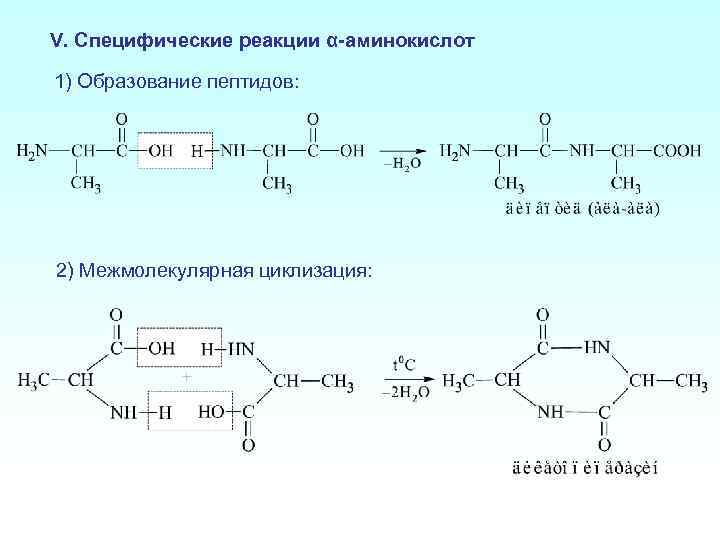 Аминокислоты в полипептиде соединены. Специфические реакции аминокислот. Специфические реакции Альфа- бета- и гамма-аминокислот. Специфическая реакция на Альфа аминокислоты. Реакция дегидратации аминокислот.