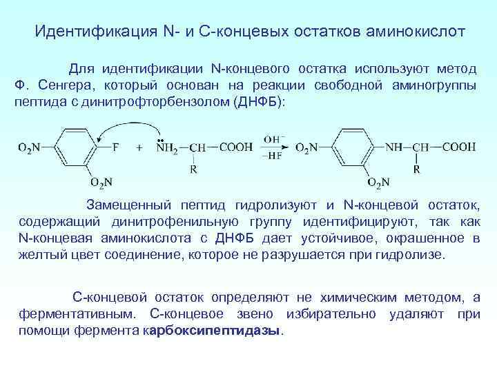 Концевые аминокислоты. Реакции на c-концевые аминокислоты. Методы определения n-концевых аминокислот:. N-концевой α-аминокислоты. Метод Сенгера аминокислоты.