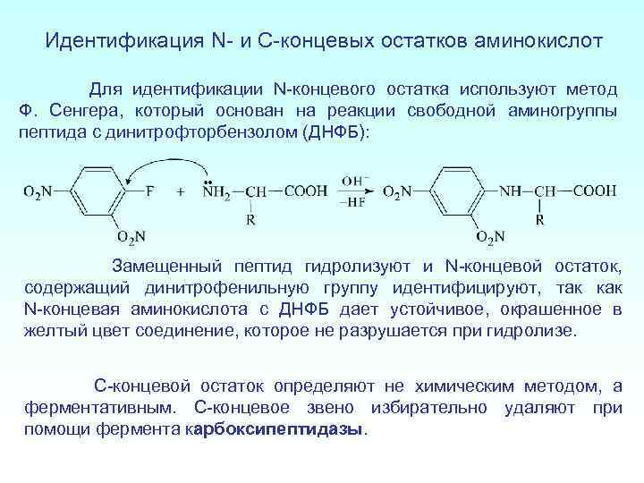 Какой биологический смысл в реакции переактивации ответ. N концевая аминокислота. N-концевая и c-концевая аминокислоты. N И C концевые аминокислоты. Идентификация концевых аминокислот.