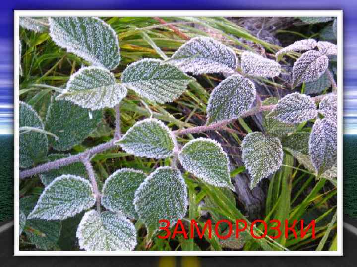 ЗАМОРОЗКИ 