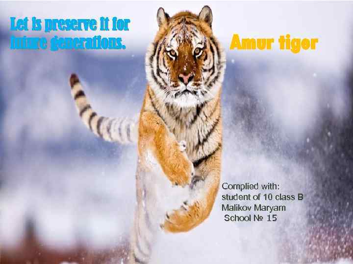 Let is preserve it for future generations. Amur tiger Сomplied with: student of 10
