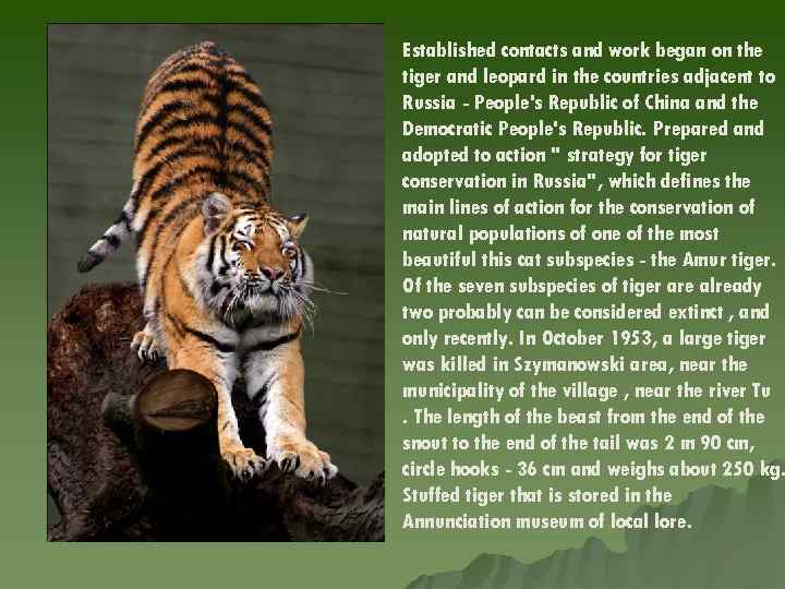 Established contacts and work began on the tiger and leopard in the countries adjacent