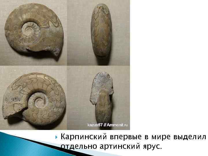  Карпинский впервые в мире выделил отдельно артинский ярус. 