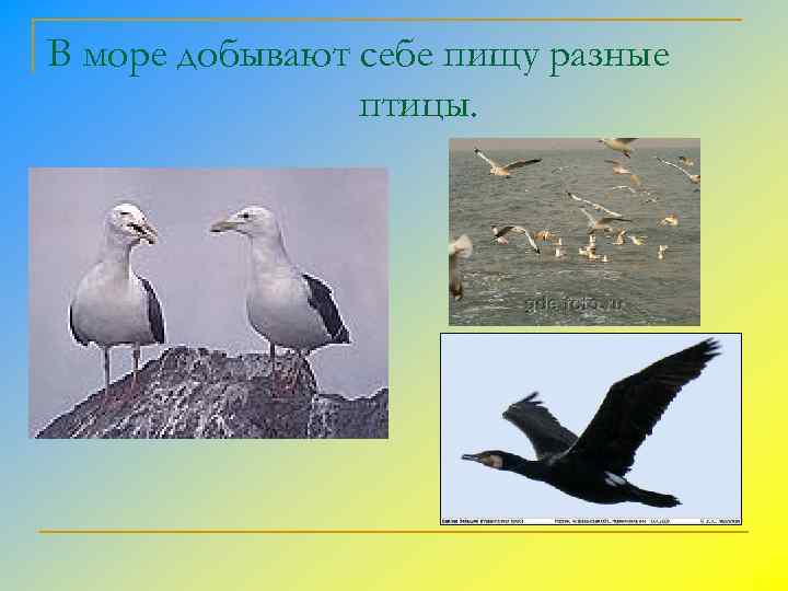 Обитатели суши добывающие пищу. Обитатели Черноморского побережья добывающие пищу в море. Добывающие пищу в море. Обитатели суши добывающие пищу в черном море.