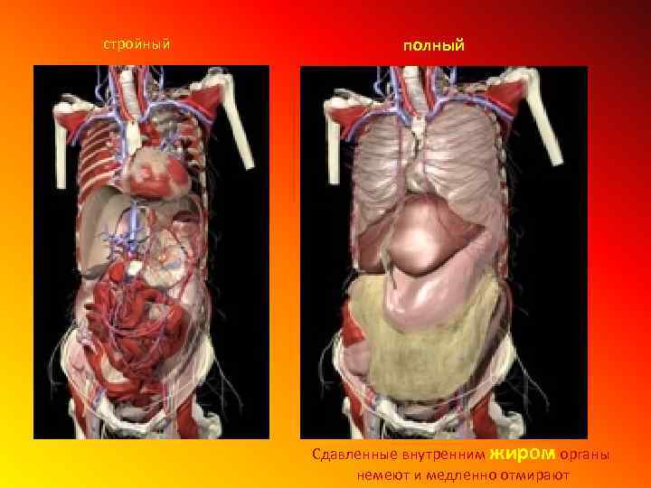 стройный полный Сдавленные внутренним жиром органы немеют и медленно отмирают 