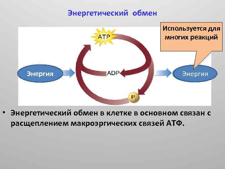 Энергетический обмен Используется для многих реакций Энергия • Энергетический обмен в клетке в основном