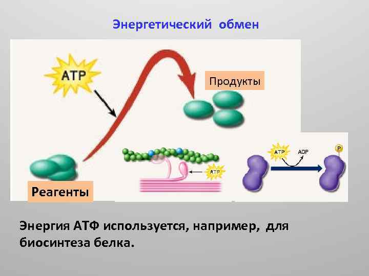 Энергетический обмен Продукты Реагенты Энергия АТФ используется, например, для биосинтеза белка. 
