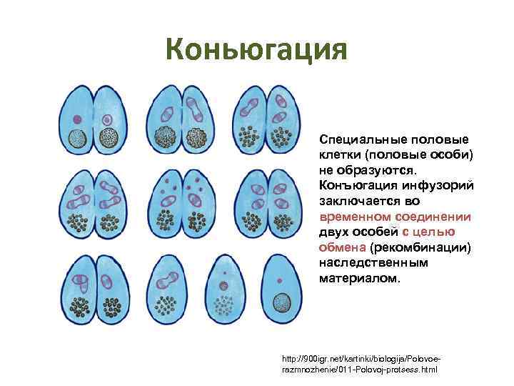 Коньюгация Специальные половые клетки (половые особи) не образуются. Конъюгация инфузорий заключается во временном соединении