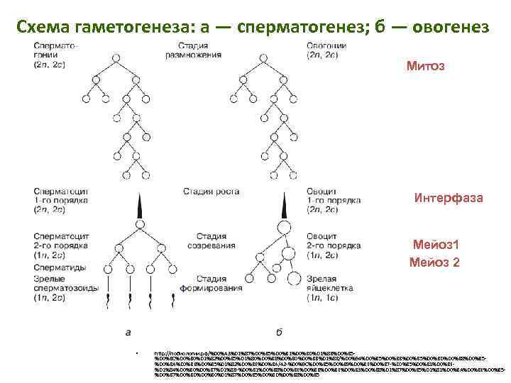 Схема гаметогенеза: а — сперматогенез; б — овогенез Митоз Интерфаза Мейоз 1 Мейоз 2