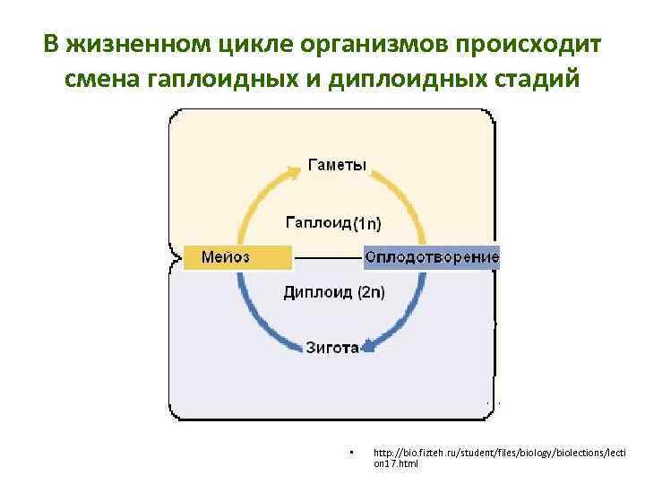 Каким номером на рисунке обозначена диплоидная стадия жизненного цикла егэ