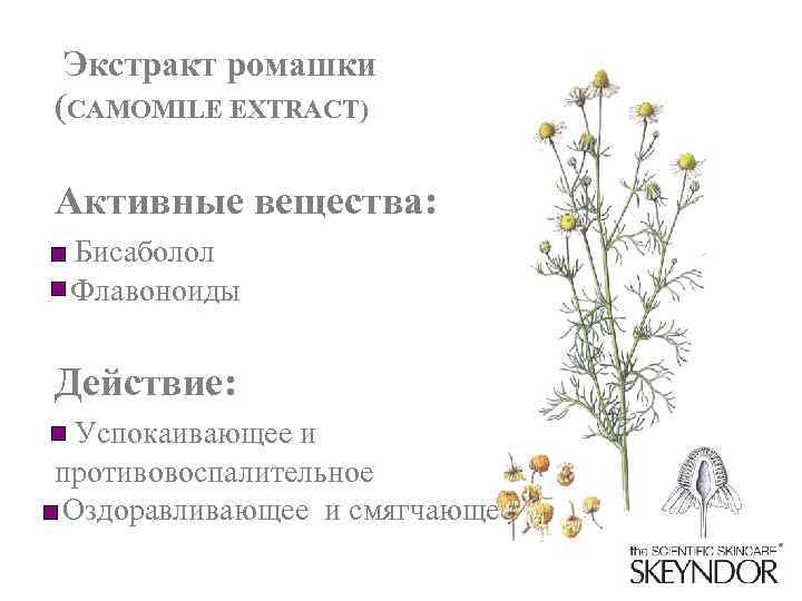 Экстракт ромашки (CAMOMILE EXTRACT) Активные вещества: Бисаболол Флавоноиды Действие: Успокаивающее и противовоспалительное Оздоравливающее и