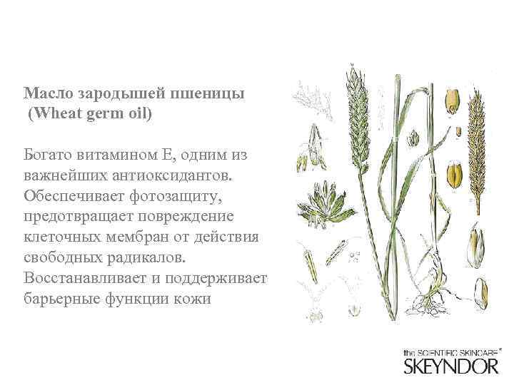Масло зародышей пшеницы (Wheat germ oil) Богато витамином Е, одним из важнейших антиоксидантов. Обеспечивает