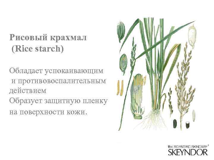 Рисовый крахмал (Rice starch) Обладает успокаивающим и противовоспалительным действием Образует защитную пленку на поверхности