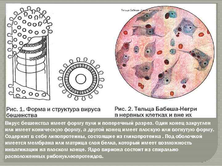 Вирус бешенства имеет форму пули и поперечный разрез. Один конец закруглен или имеет коническую