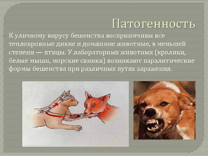 Патогенность К уличному вирусу бешенства восприимчивы все теплокровные дикие и домашние животные, в меньшей