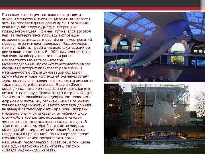 Поначалу коллекция состояла в основном из чучел и скелетов животных. Музей был небогат и