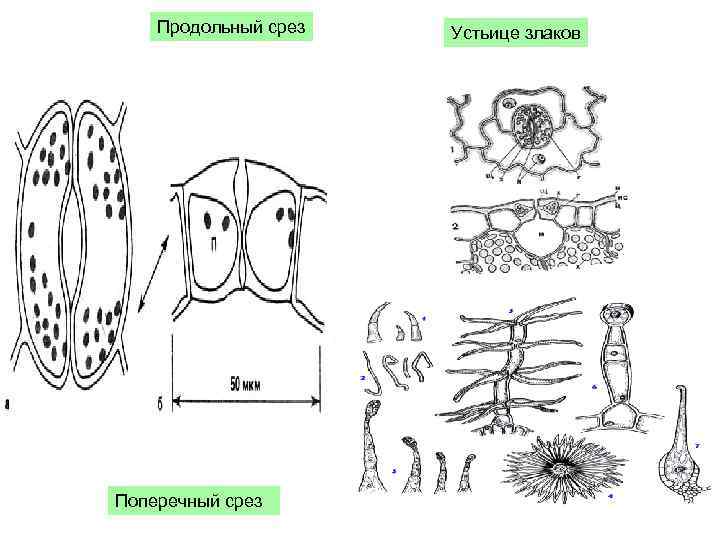 Продольный срез Поперечный срез Устьице злаков 