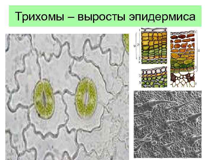 Трихомы – выросты эпидермиса 