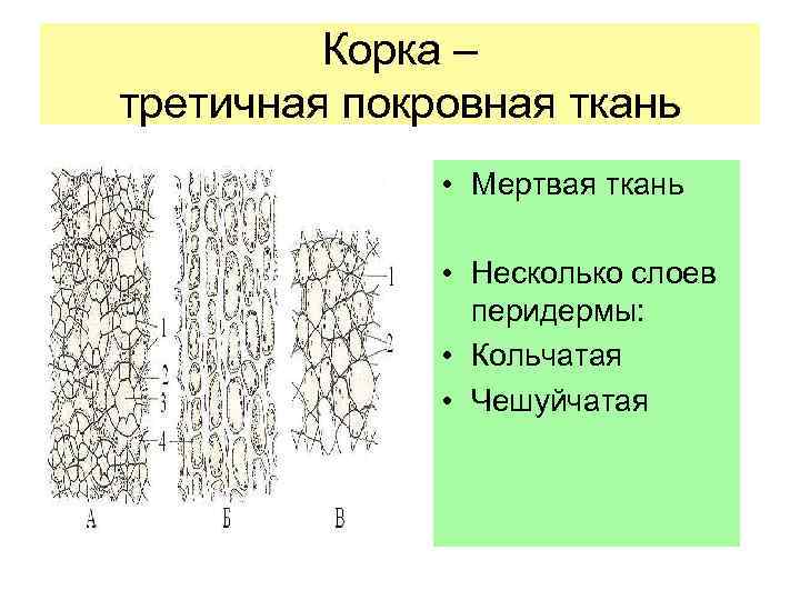 Строение покровной ткани