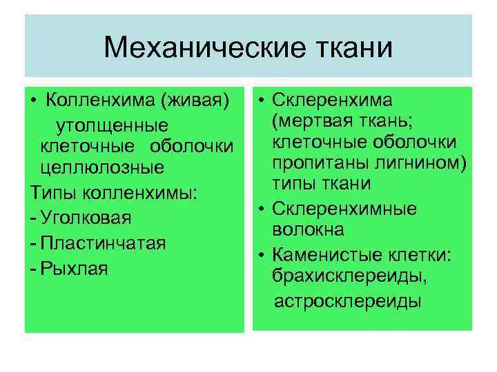 Механические ткани • Колленхима (живая) утолщенные клеточные оболочки целлюлозные Типы колленхимы: - Уголковая -