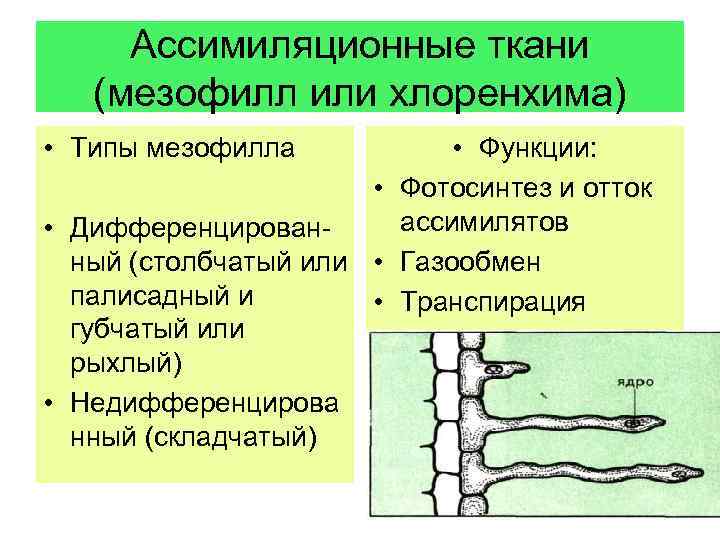 Ассимиляционные ткани (мезофилл или хлоренхима) • Типы мезофилла • Функции: • Фотосинтез и отток