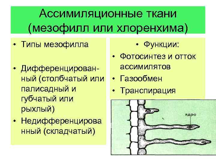 Ассимиляционная ткань. Ассимиляционная ткань хлоренхима функция. Строение ассимиляционной ткани растений. Ассимиляционная ткань (хлоренхима) строение. Ассимиляционная ткань растений функции.