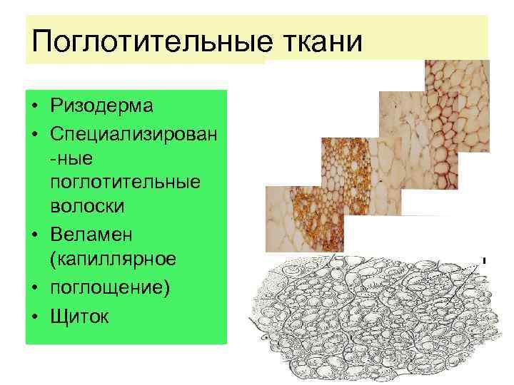 Поглощающая ткань. Поглощающая ткань растений. Всасывающие растительные ткани. Поглощающая ткань строение. Всасывающая растительная ткань.