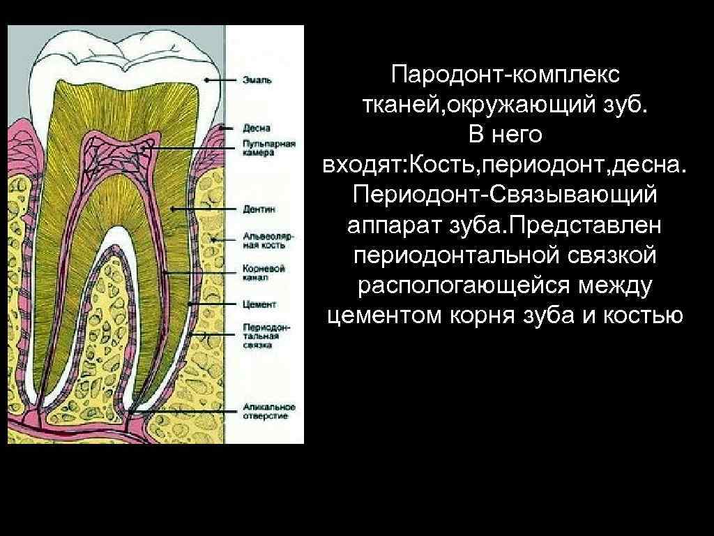 Понятие о пародонтальном комплексе особенности функционирования и биомеханики пародонта презентация