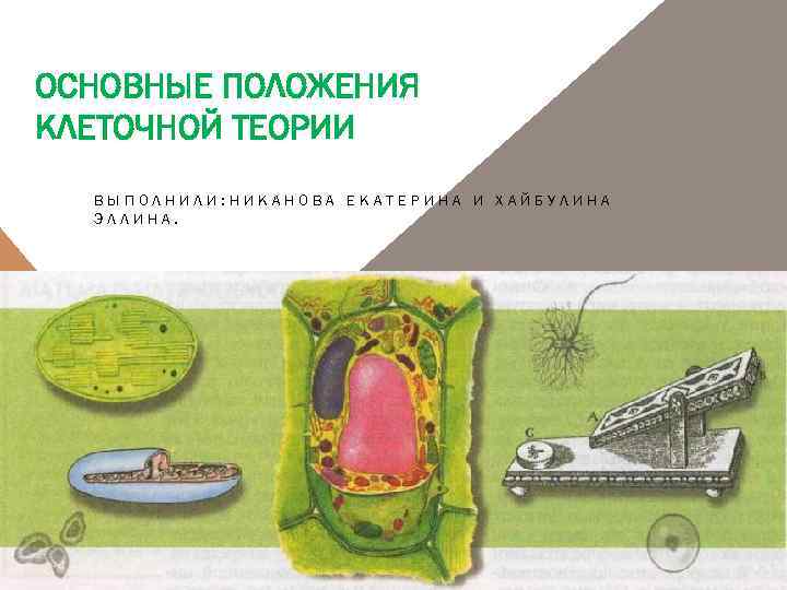 ОСНОВНЫЕ ПОЛОЖЕНИЯ КЛЕТОЧНОЙ ТЕОРИИ ВЫПОЛНИЛИ: НИКАНОВА ЕКАТЕРИНА И ХАЙБУЛИНА ЭЛЛИНА. 