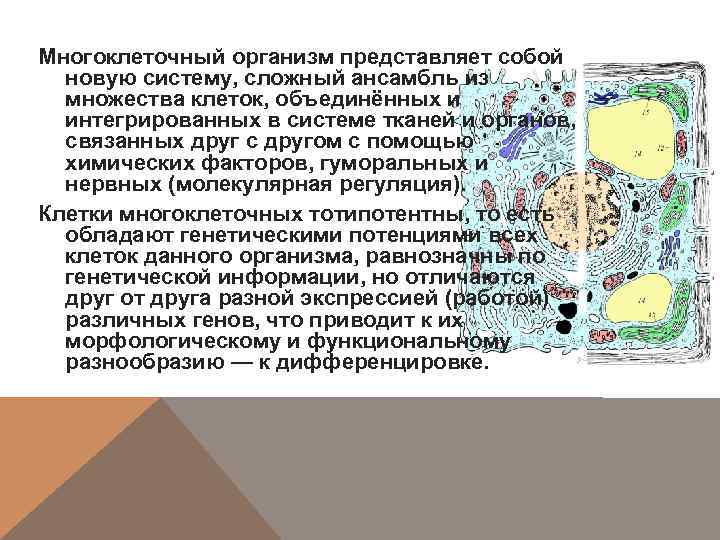 Многоклеточный организм представляет собой новую систему, сложный ансамбль из множества клеток, объединённых и интегрированных