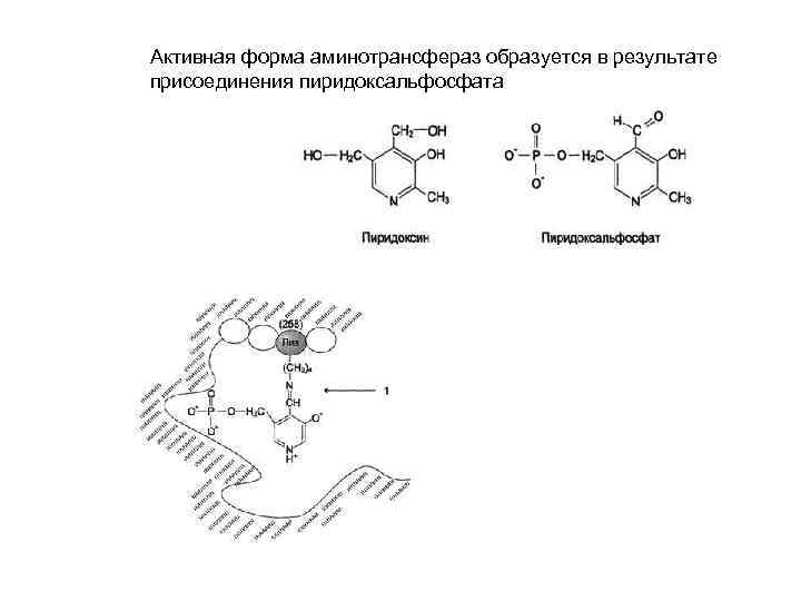 Активная форма аминотрансфераз образуется в результате присоединения пиридоксальфосфата 