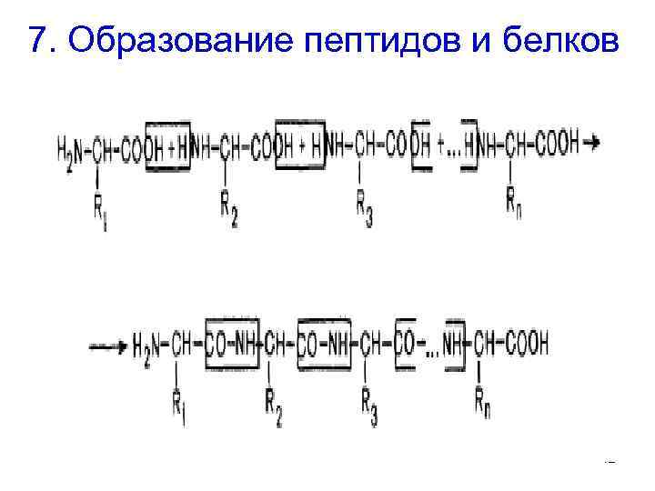 7. Образование пептидов и белков 12 