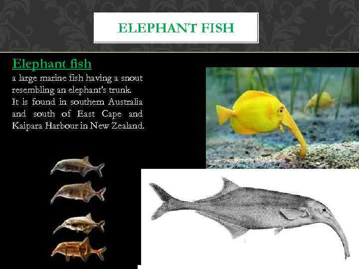 ELEPHANT FISH Elephant fish a large marine fish having a snout resembling an elephant's