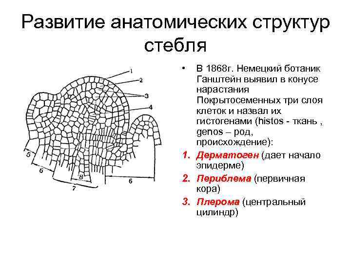 Состав стебля